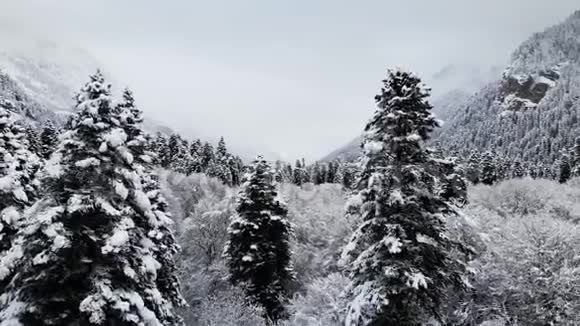 冬季阴天森林的鸟瞰图美丽的冬天自然的云杉和松在雪低空飞行视频的预览图