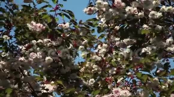 美丽的樱花盛开视频的预览图