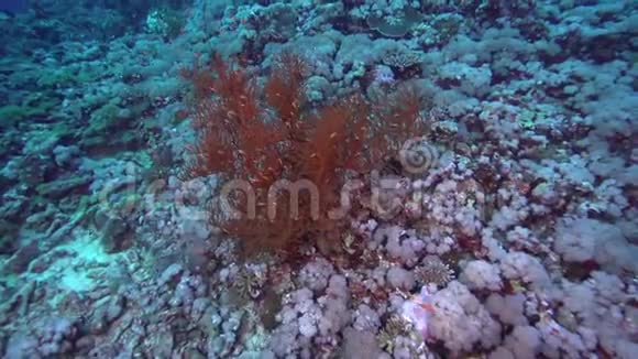 苏丹红海珊瑚中小红鱼的灌木状黑色珊瑚视频的预览图