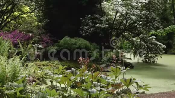 阿斯恩花园一条砾石小径环绕着一个充满绿色浮萍的池塘视频的预览图