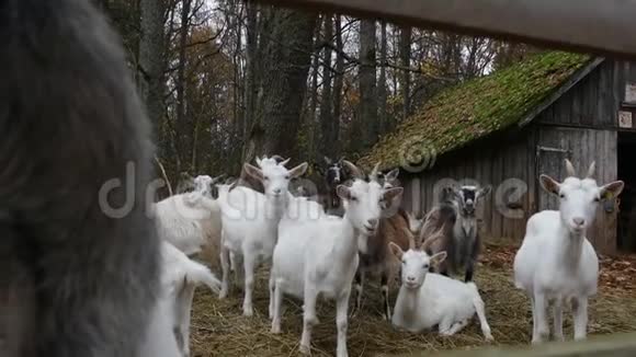 在旧谷仓旁边的山羊视频的预览图