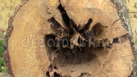梨草群受到破坏木材的昆虫的攻击树干被幼虫如羊蛾攻击视频的预览图