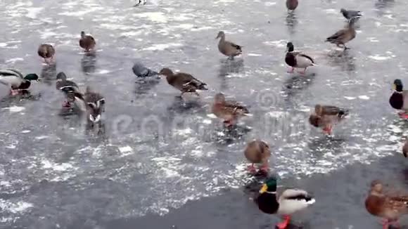 鸭子在结冰的池塘里奔跑滑滑梯视频的预览图