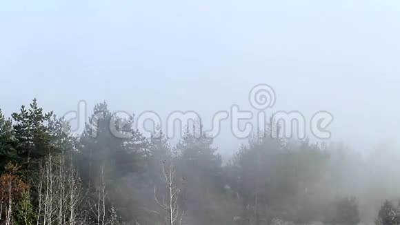森林里的雾太多了视频的预览图