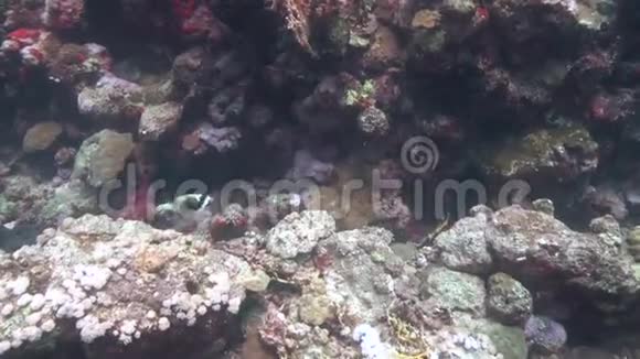 苏丹红海珊瑚中的海鱼视频的预览图