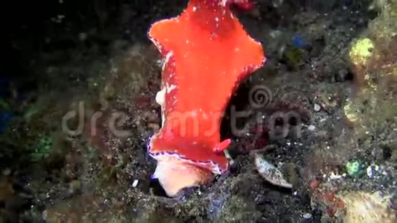 SulawesiLembeh海峡沙上的红视频的预览图