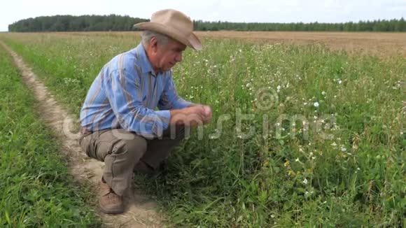 牛仔帽中的农民农业领域粮食作物的检验成熟视频的预览图