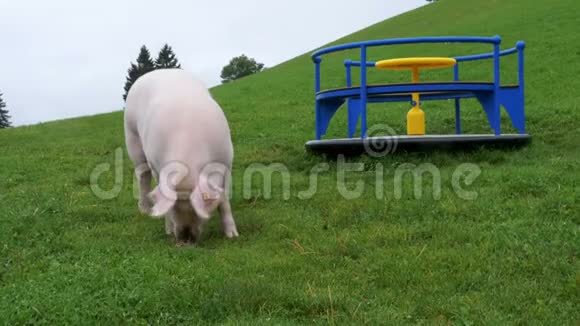 山岭游乐场附近的绿色草甸上的粉红猪窝和燕麦视频的预览图