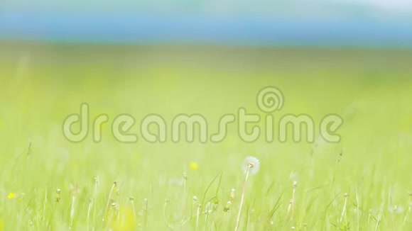 在阳光明媚的日子里蒲公英在绿色盛开的草地上视频的预览图