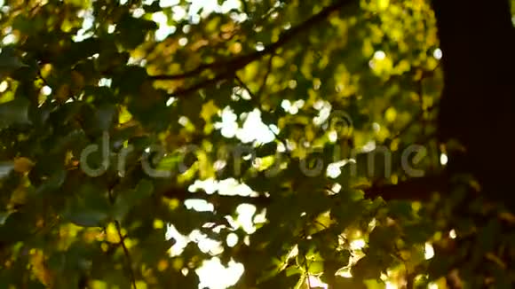 美丽的天然绿色阳光背景夕阳的背景下枫树丛丛清新的夏叶视频的预览图
