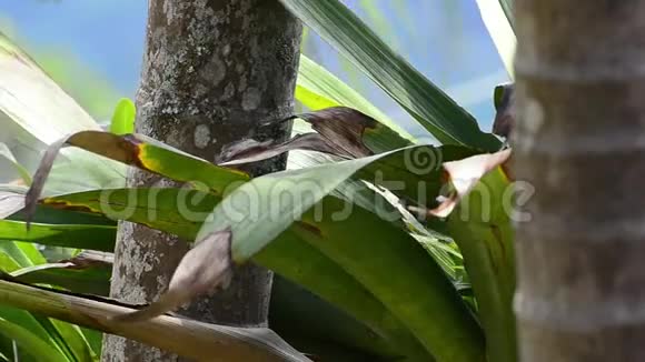 橘黄色腹背鸟在棕榈叶上的哥伦比亚鸟类视频的预览图