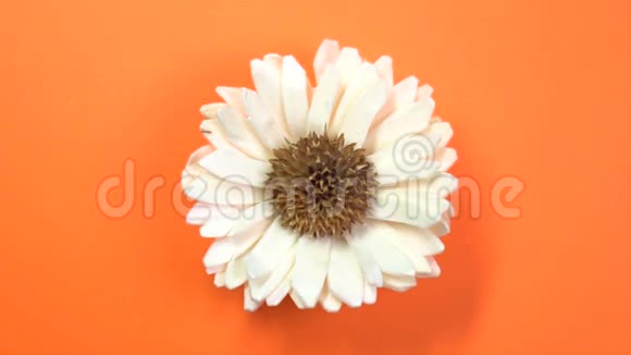 美丽的单雏菊花在旋转的橙色背景上慢慢旋转视频的预览图