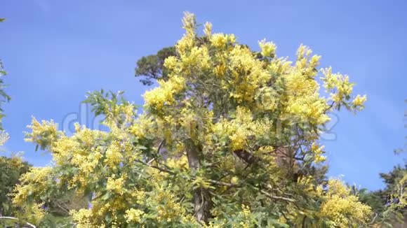 含羞草春花复活节背景在蓝天上绽放含羞草树4k慢动作视频的预览图