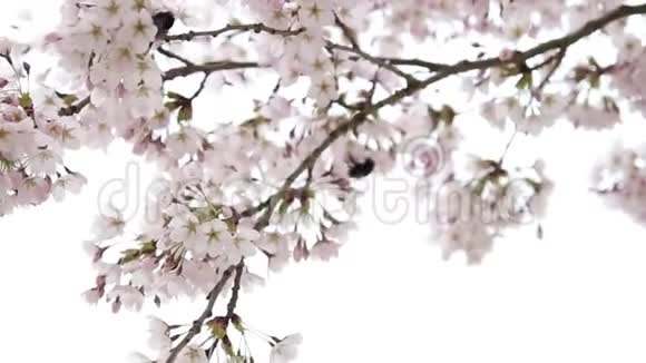视频关闭樱花树的细节视频的预览图