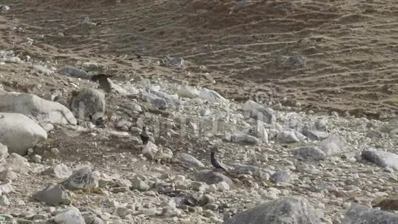 乌鸦在尼泊尔的山上寻找食物视频的预览图