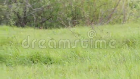 喜鹊在绿色的草地上移动视频的预览图