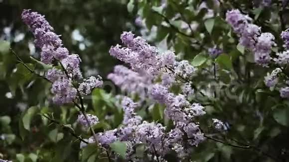 盛开的紫丁香叶子上的蝴蝶视频的预览图