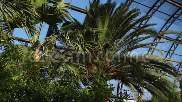 温室窗户背景上的棕榈树和外来植物外来的绿色植物和树木在温室中生存视频的预览图