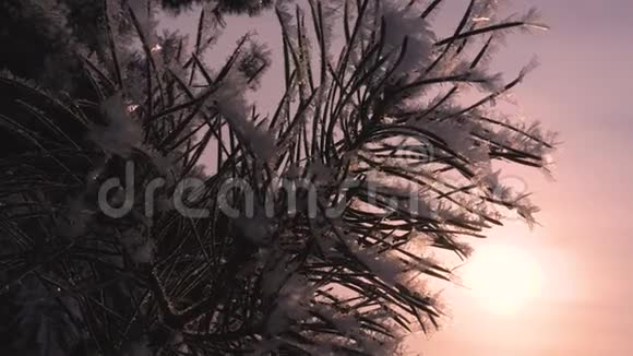 云杉针叶覆盖着海霜在冬季阳光的背景下松枝的轮廓特写镜头在视频的预览图