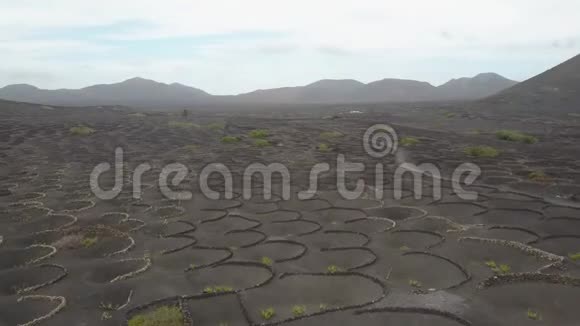 欧洲加那利群岛兰萨罗特黑色火山土壤上葡萄园的空中风景视频的预览图