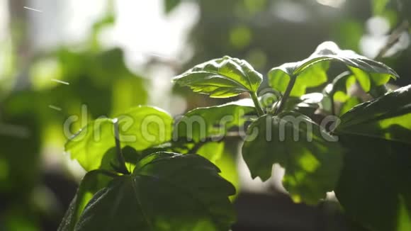 特写绿叶洒水阳光照射下水滴中绿色多汁的植物叶子视频的预览图