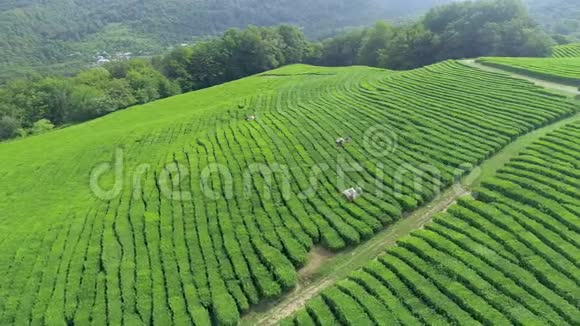 许多女工在泰国北部的一个茶园采摘茶叶从飞行无人驾驶飞机上看到空中景色视频的预览图