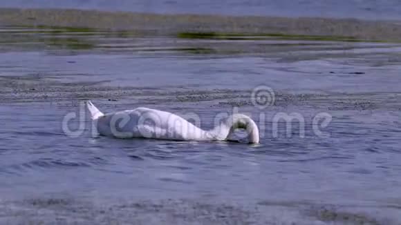 一只大白鸟野生天鹅在湖里游泳天鹅把头伸进水里把水中的藻类从水里带走然后吃掉它们视频的预览图