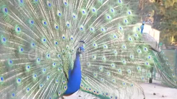 美丽的舞蹈孔雀特写在婚礼舞会上通过孔雀尾巴上的篱笆观看4k慢视频的预览图