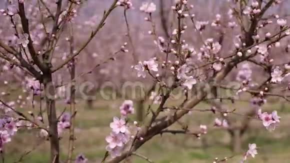 盛开的桃树摄像机的移动视频的预览图