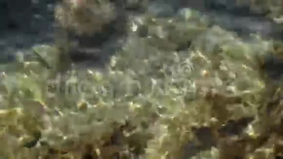 海底与鱼类视频的预览图