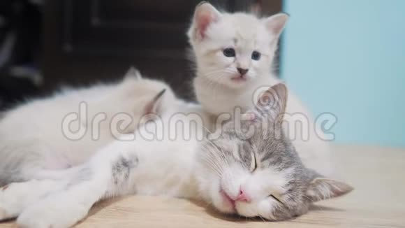 小猫咬妈妈猫的耳朵小猫舔猫小可爱的小猫睡在猫妈妈旁边猫家庭护理视频的预览图