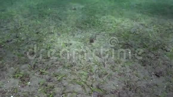苏鲁海杜马盖特沙上墨鱼海萼片对视频的预览图