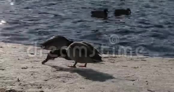 在靠近大海的码头上成群的鸭子视频的预览图