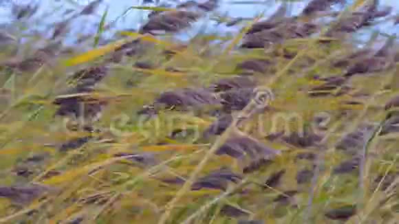 风中有芦苇的风景视频的预览图