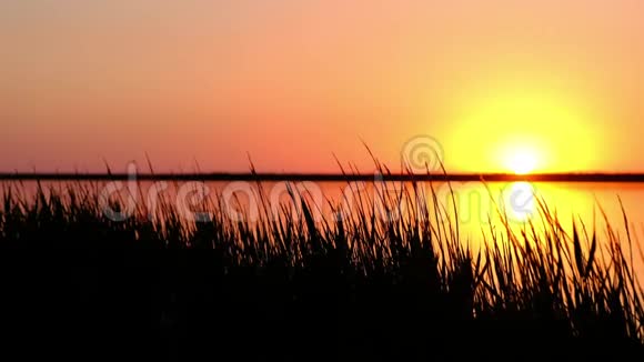 太阳的景色阳光照射在草地后面的海湾里被风吹动视频的预览图