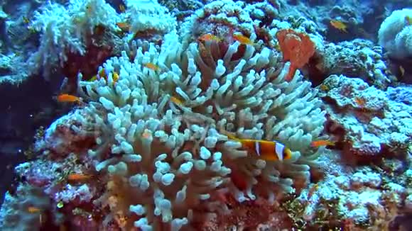 珊瑚礁热带海洋中的海葵鱼类配对视频的预览图