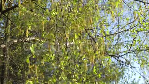 太阳下第一片春绿的桦树叶子视频的预览图
