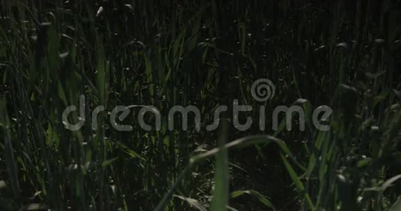阳光明媚的水上草地视频的预览图