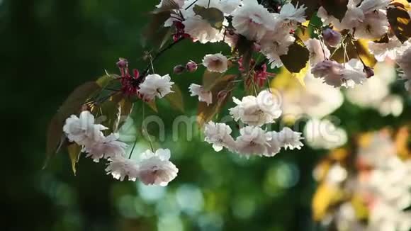 美丽的樱花盛开视频的预览图
