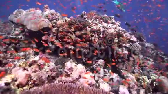 有水下阳光和长爪松鼠鱼的可爱珊瑚视频的预览图