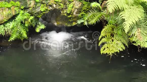 水与天然岩石一起流入湖泊种植蕨类植物视频的预览图