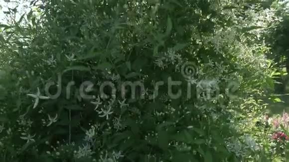 白色铁线莲在花园里绽放股票录像视频的预览图