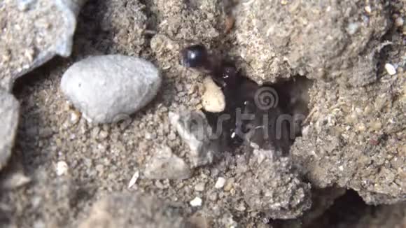 蚂蚁跑到蚁丘蚂蚁社区极端宏观特写镜头视频的预览图