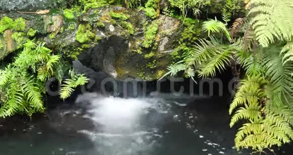 水与天然岩石一起流入湖泊种植蕨类植物视频的预览图