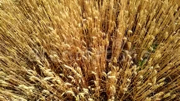 麦田地上的金色麦穗草甸小麦的成熟穗视频的预览图