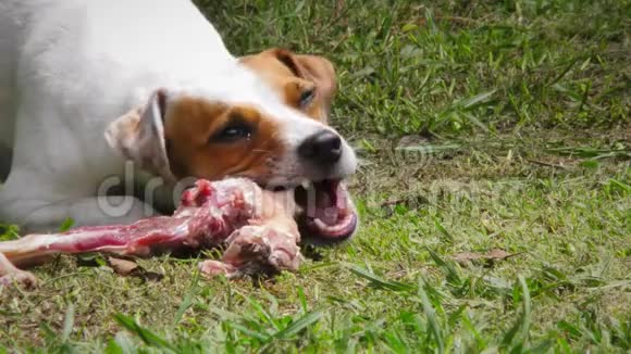 吃生动物骨头的小宠物狗视频的预览图
