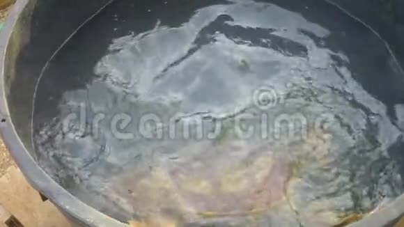 病龟在愈合槽上游泳视频的预览图