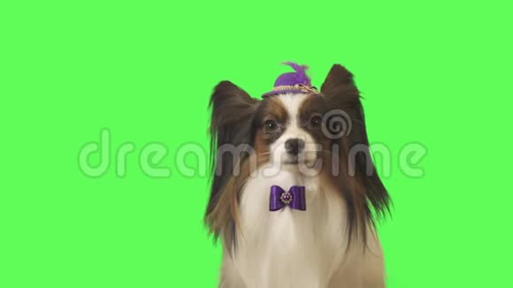 戴着羽毛和蝴蝶结的紫色帽子的美丽的狗帕皮龙正在谈论绿色背景的股票录像视频的预览图