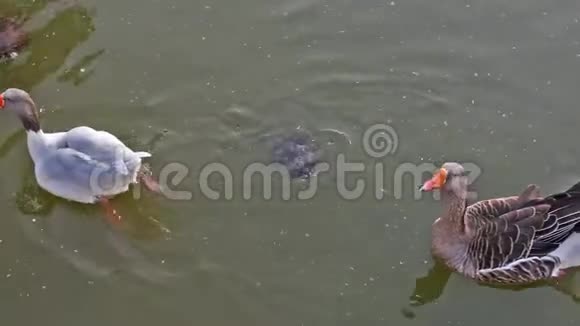 鸭子和海龟在安东尼斯特里斯公园游泳视频的预览图