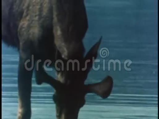 河中驼鹿饮水视频的预览图